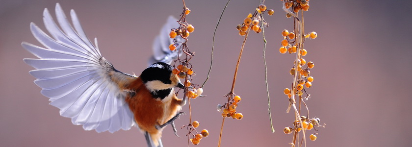 Жизнь по Духу