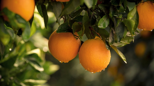 Как приносить много плода: пять условий высокой продуктивности