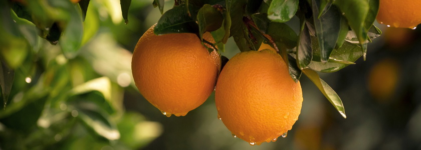 Как приносить много плода: пять условий высокой продуктивности