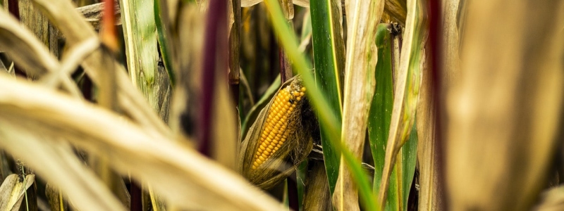 Не переставайте сеять!