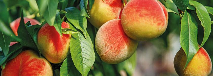 Бог обещает урожай!