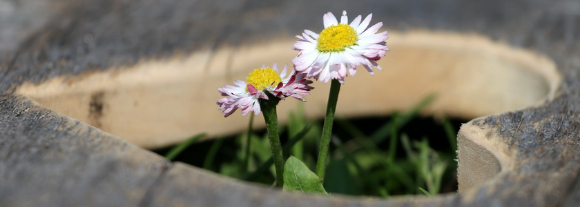 Сила благодарного сердца