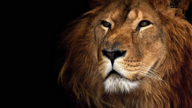 Смелость и мужество