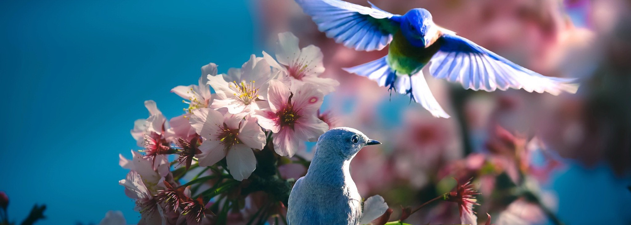 Посмотрите на птиц!