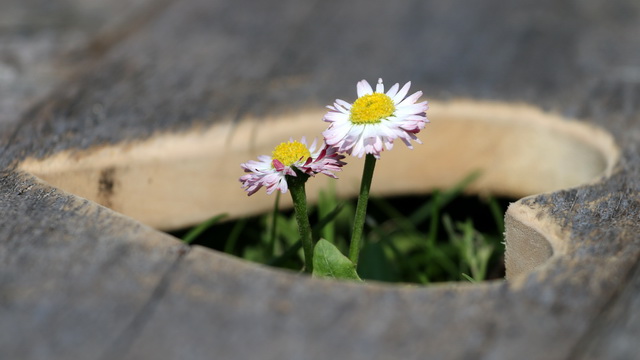Сила благодарного сердца
