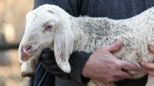 Иисус – последний жертвенный Агнец