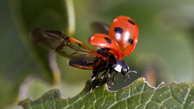 Рождённые летать