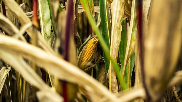 Не переставайте сеять!
