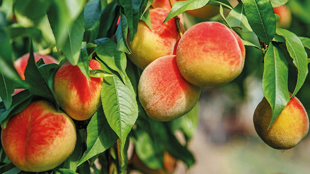 Бог обещает урожай!