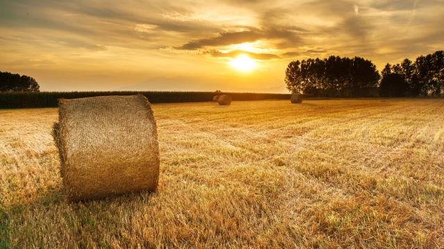 Молите Господина жатвы