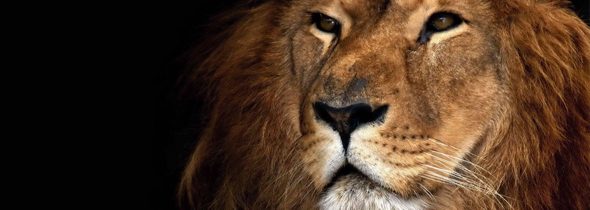 Смелость и мужество