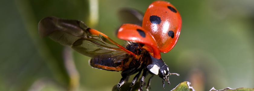 Рождённые летать