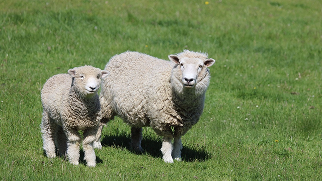 Обетования 22 Псалма для Вашей жизни