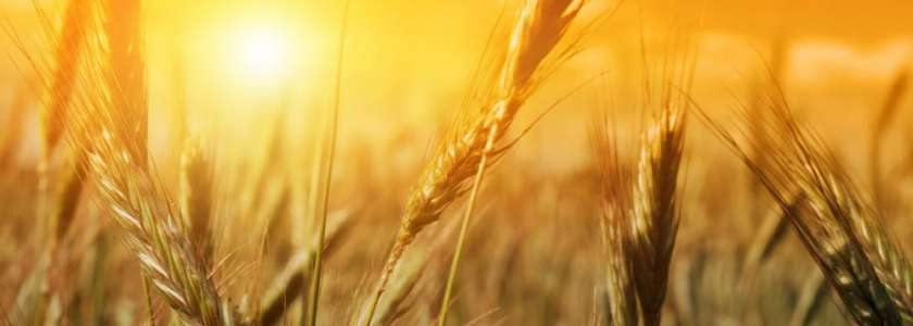 Жатва состоится!