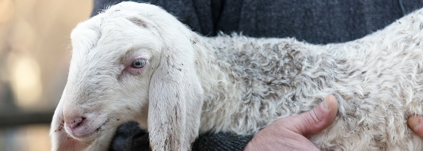 Иисус – последний жертвенный Агнец