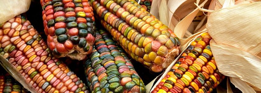 «Новый Год» или «Как я посадил кукурузу»