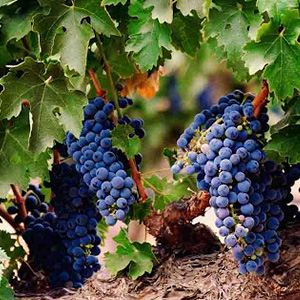 Без имени-1.jpg